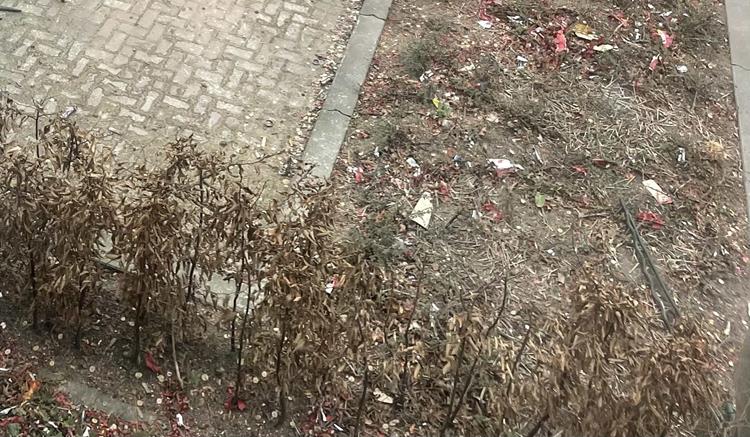 Tuintips voor januari: zorg goed voor je tuin