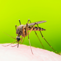 Eerste hulp bij insectenbeten