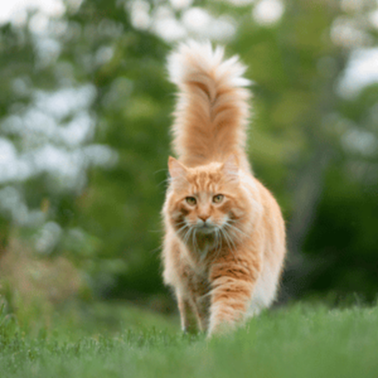Welk kattenvoer voor uw kat?